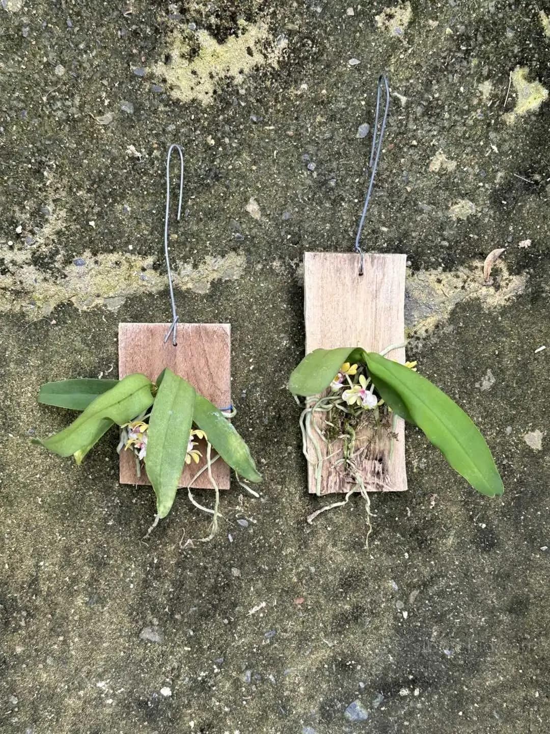 Gastrochilus obliquus - gastrochilus obliquus