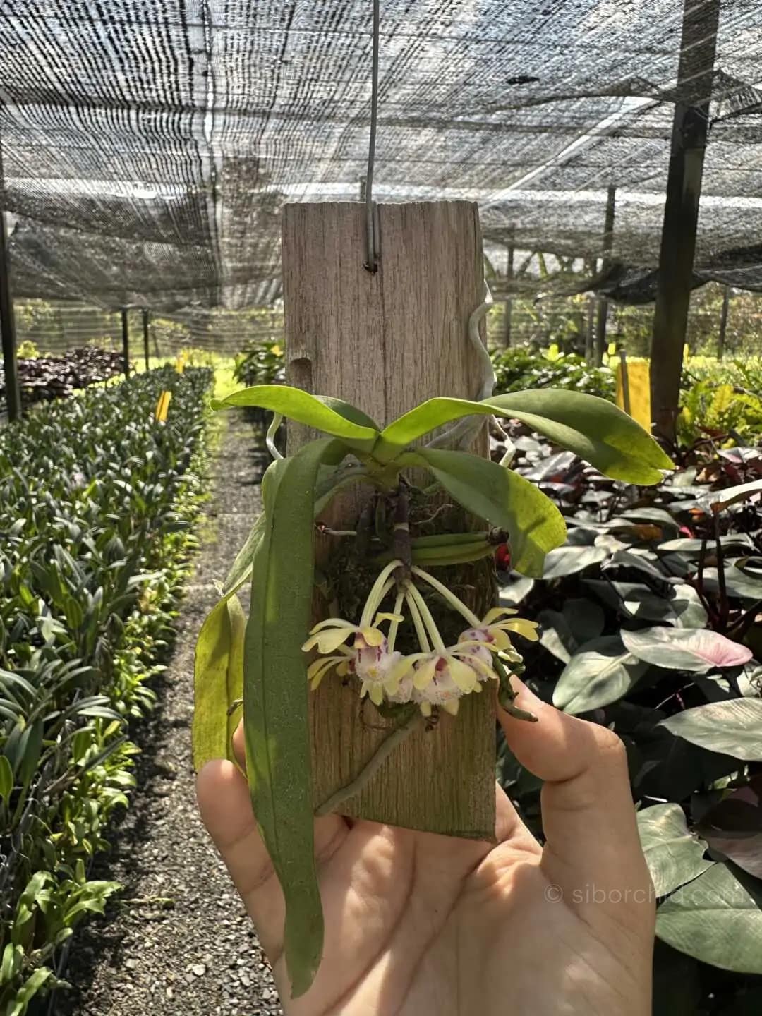 Gastrochilus obliquus - gastrochilus obliquus