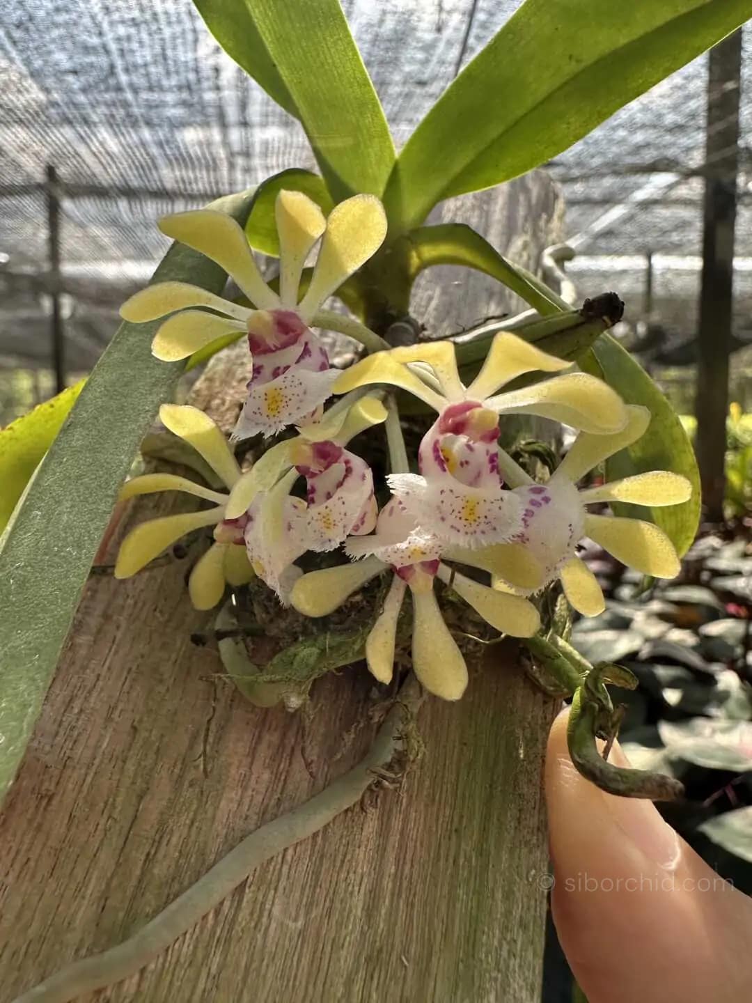 Gastrochilus obliquus - gastrochilus obliquus