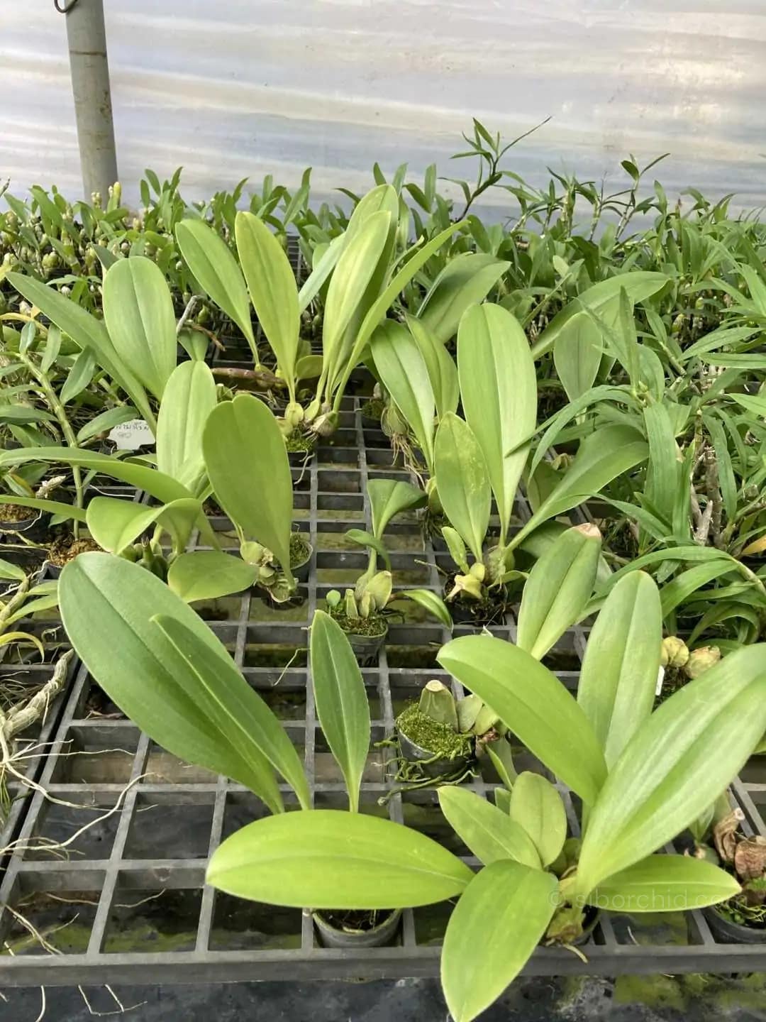 Bulbophyllum graveolens - Bulbophyllum graveolens