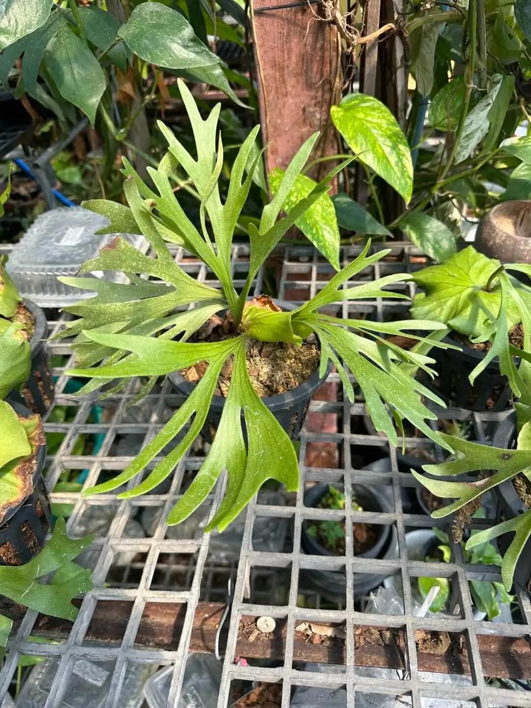 Platycerium Kitshakood "thin leaf" - Platycerium Kitshakood