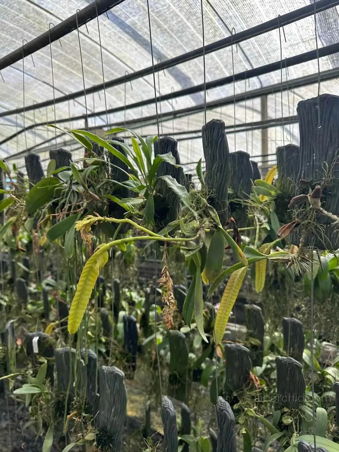 Bulbophyllum occultum - bulbophyllum occultum