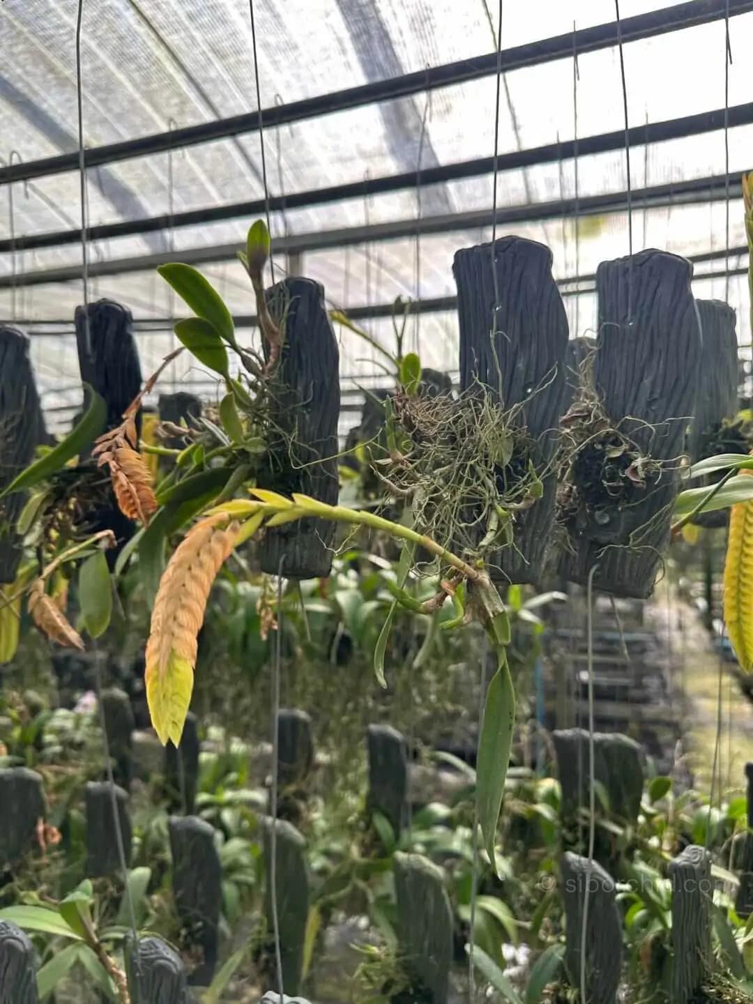 Bulbophyllum occultum - Bulbophyllum occultum - Image 3