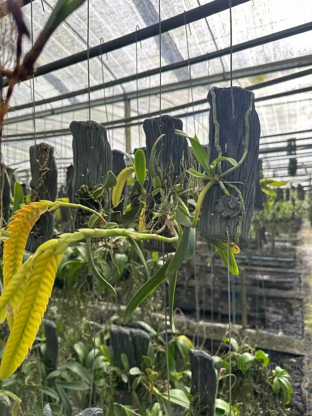 Bulbophyllum occultum - bulbophyllum occultum
