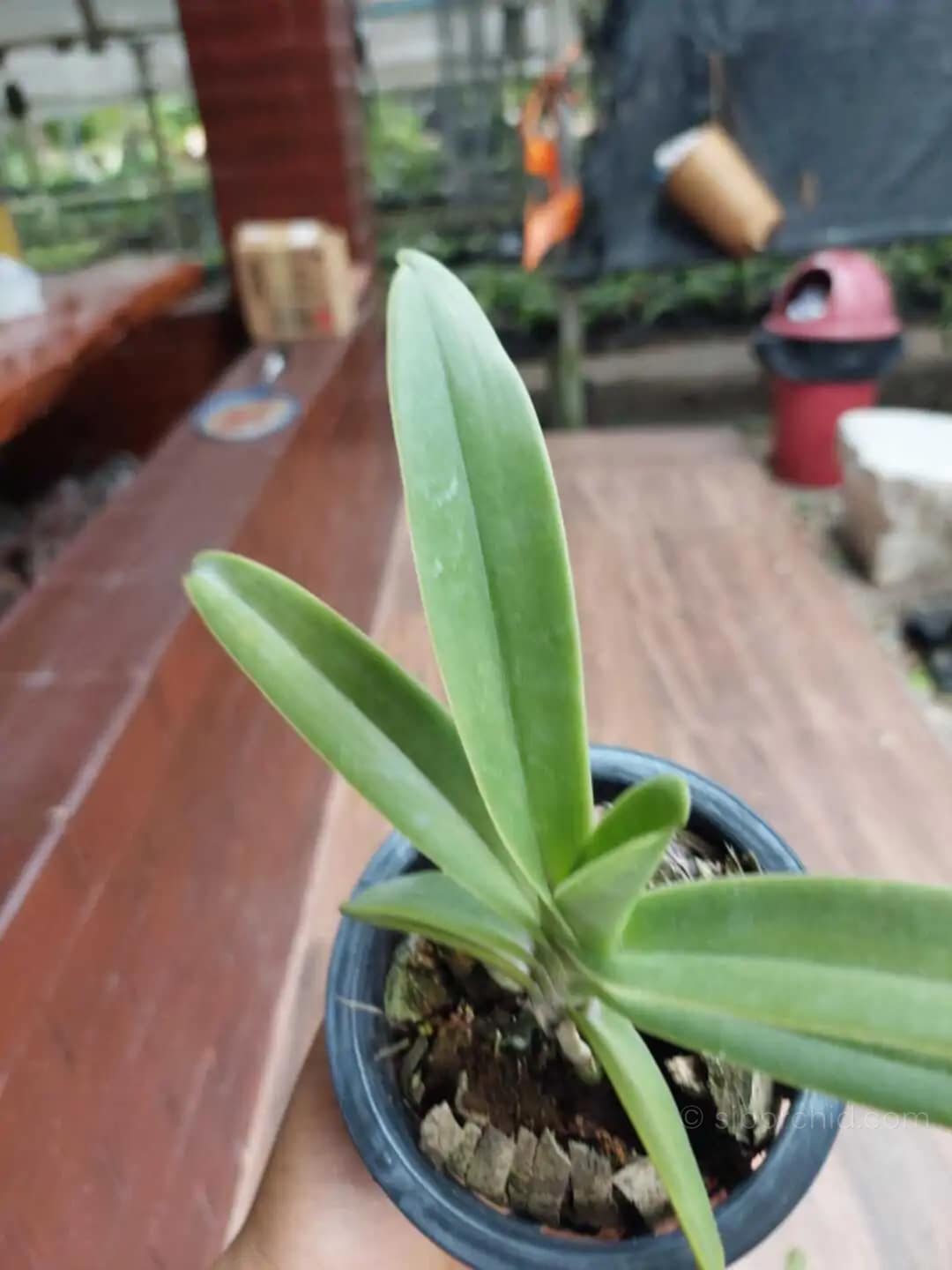 Vandopsis gigantea (Small - Medium) - Image 5