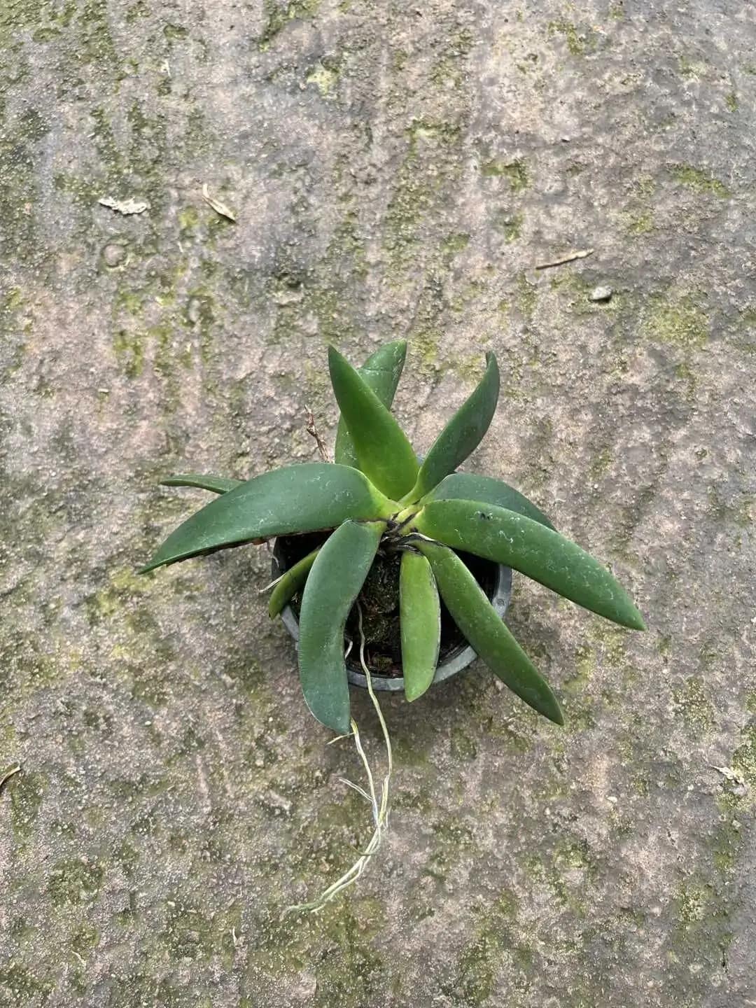 Angraecum leonis - Angraecum leonis - Image 3