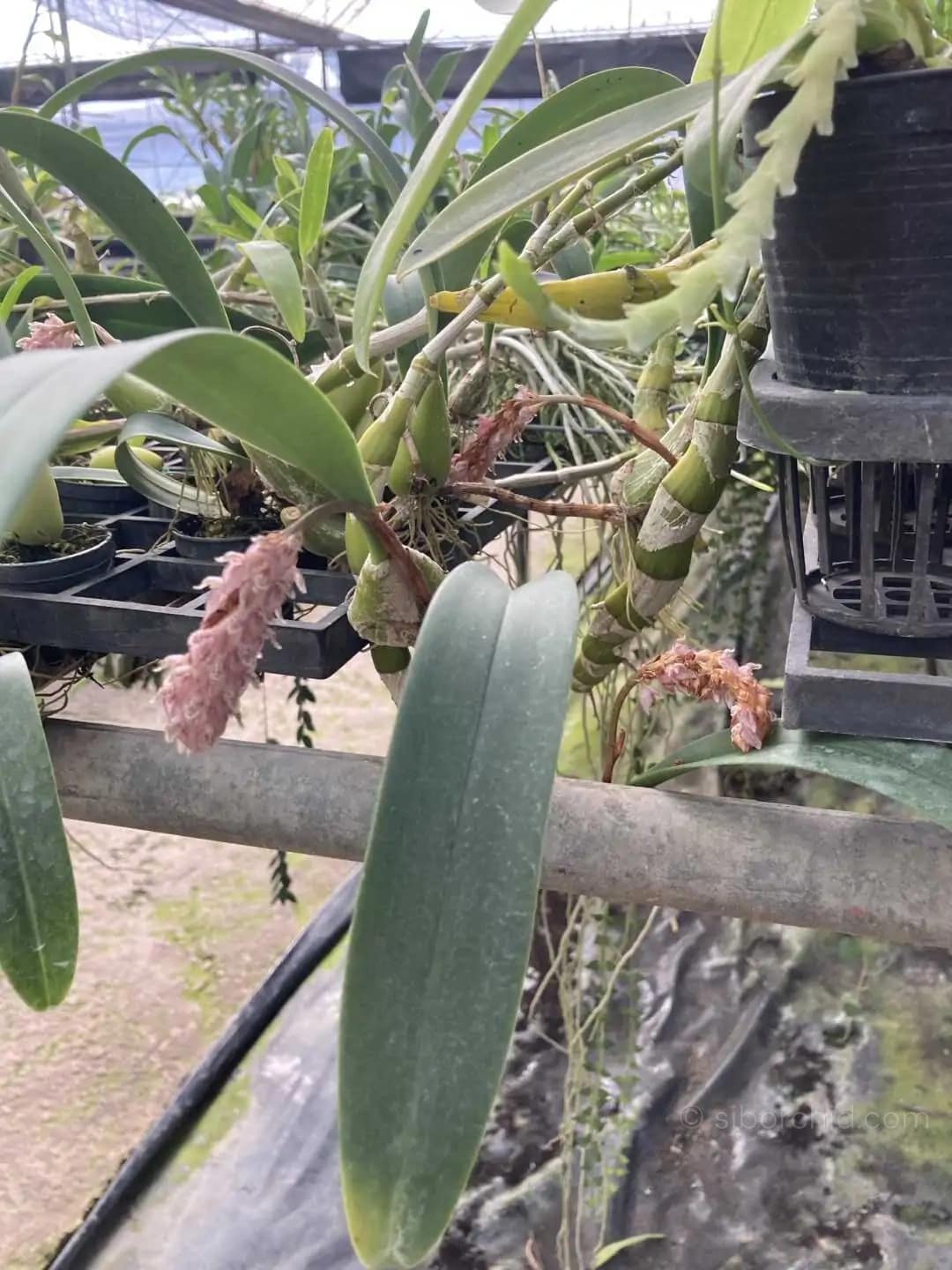Bulbophyllum lilacinum - Bulbophyllum lilacinum