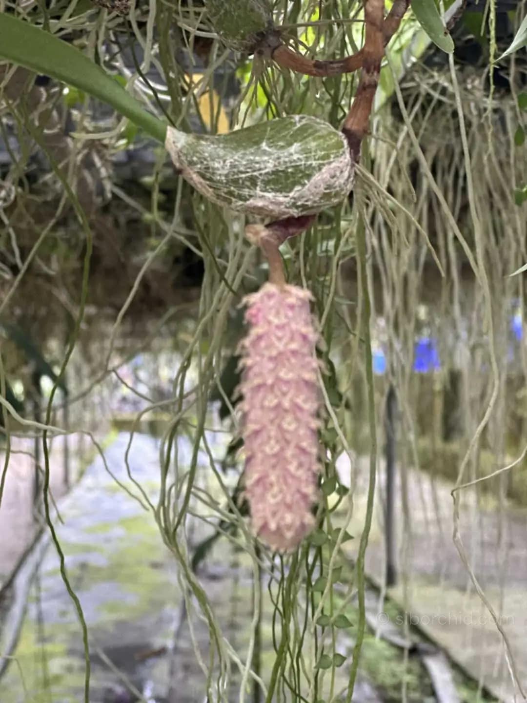 Bulbophyllum lilacinum - Bulbophyllum lilacinum - Image 2
