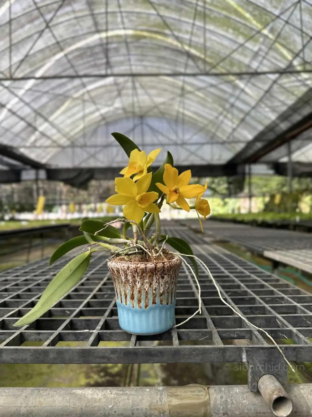 Cattleya Yellow miniature