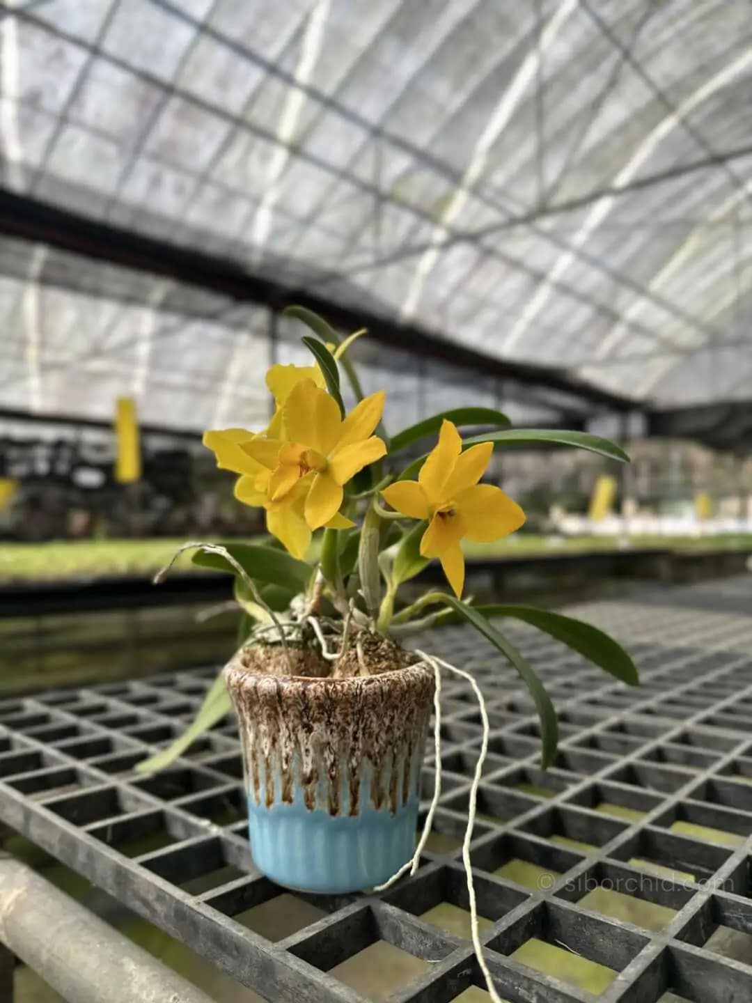 Cattleya Yellow miniature