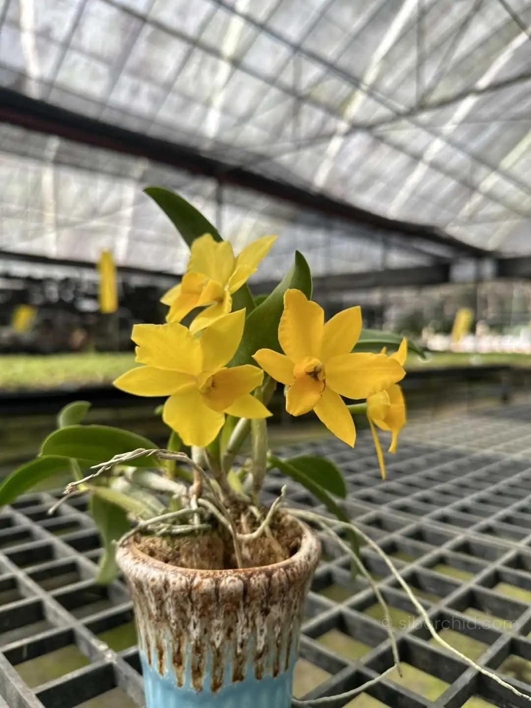 Cattleya Yellow miniature