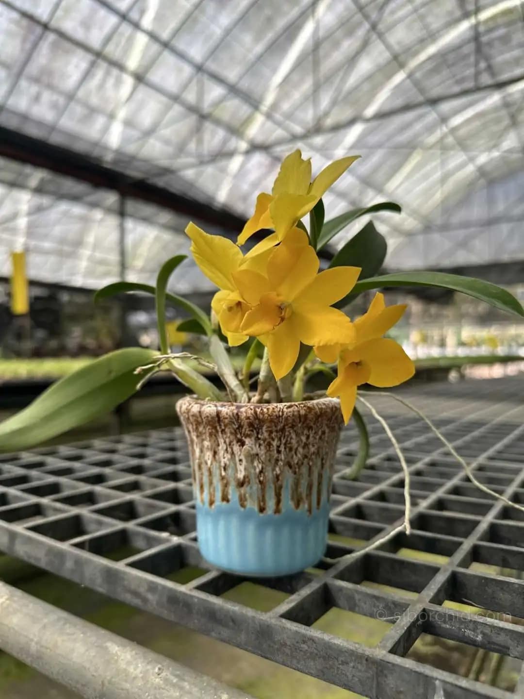Cattleya Yellow miniature