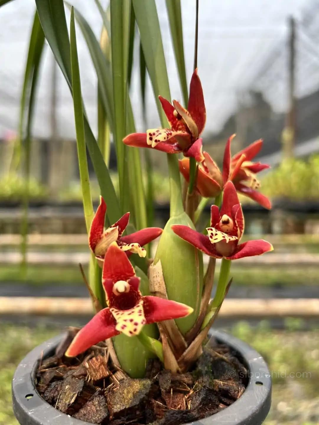 Maxillaria tenuifolia Red - Maxillaria tenuifolia Red
