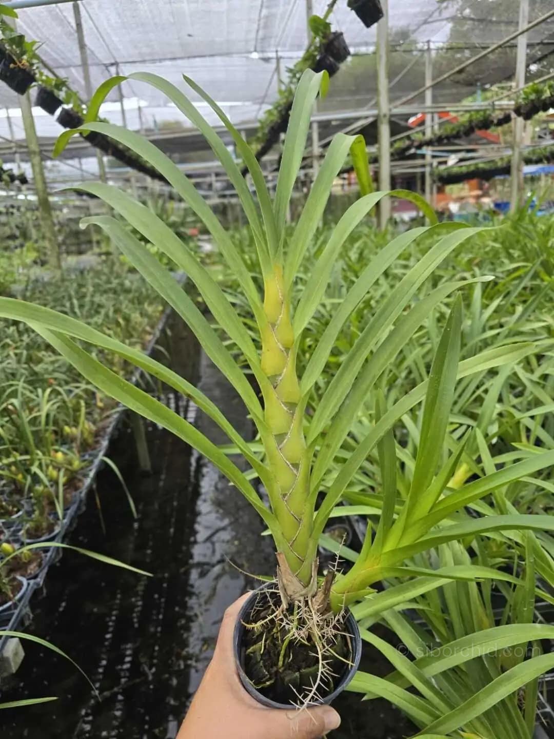 grammatophyllum speciosum