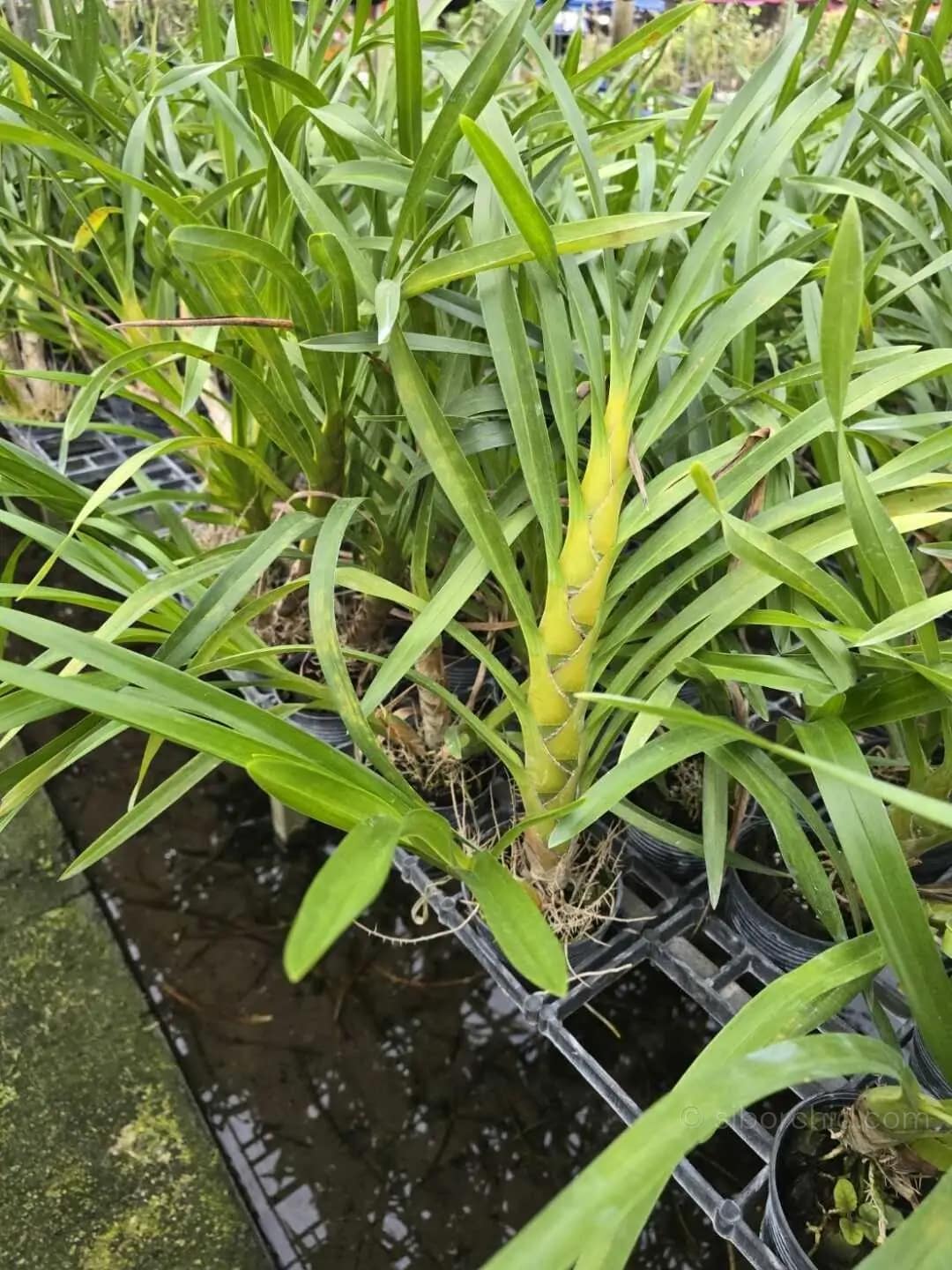 grammatophyllum speciosum