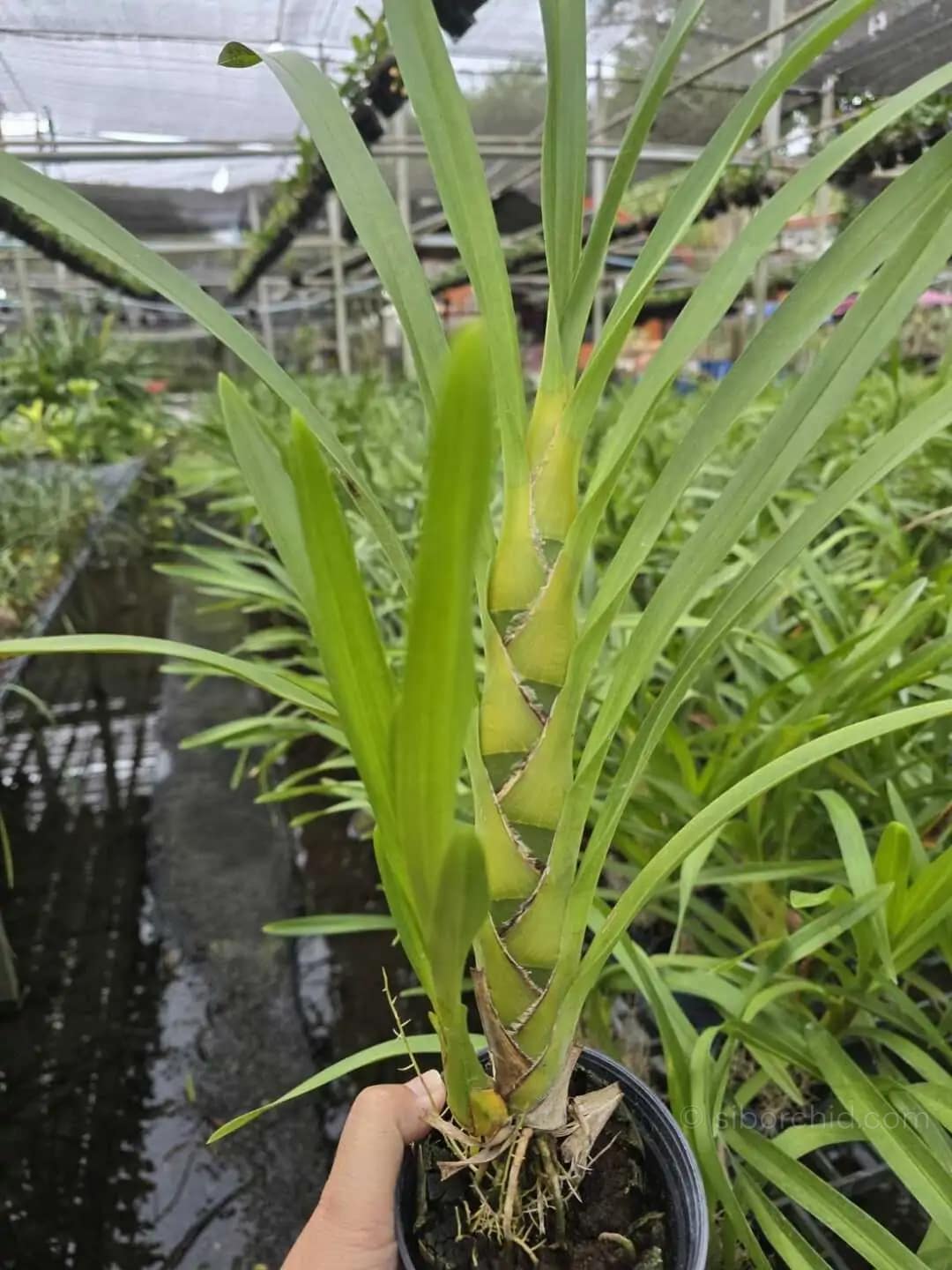 grammatophyllum speciosum