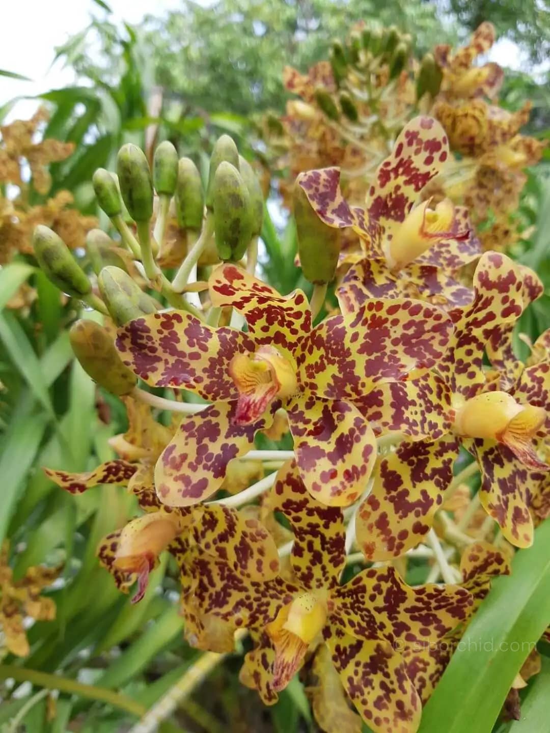 grammatophyllum speciosum
