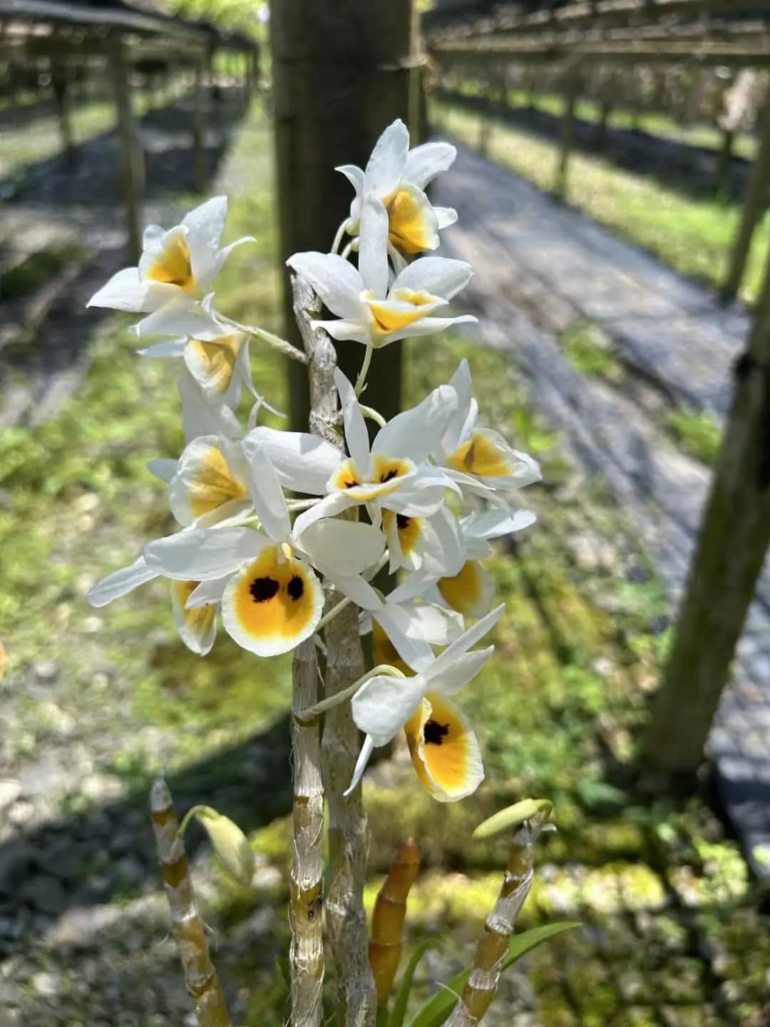 Dendrobium bensoniae (Small) - Dendrobium bensoniae