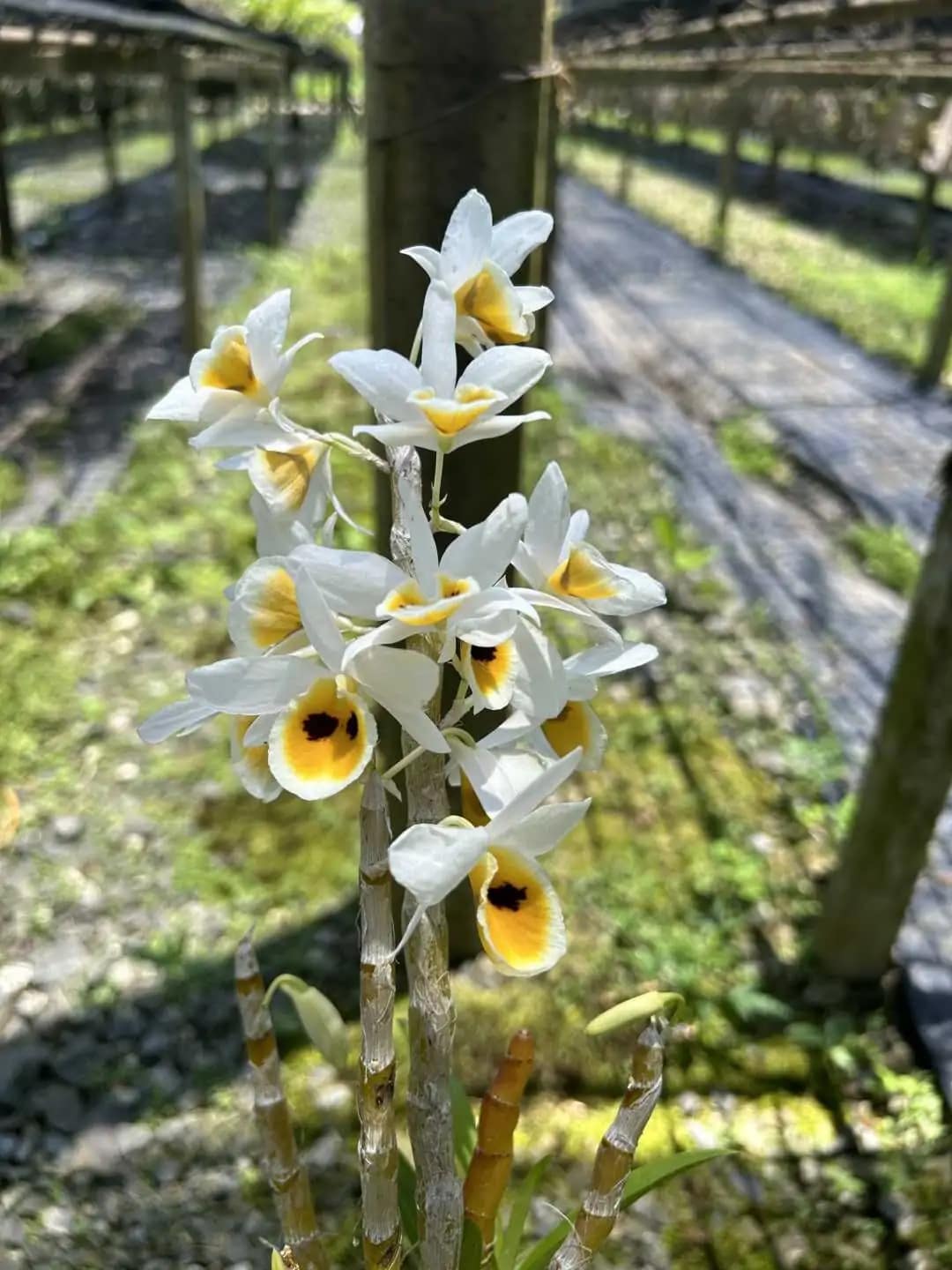 Dendrobium bensoniae (Small) - dendrobium bensoniae