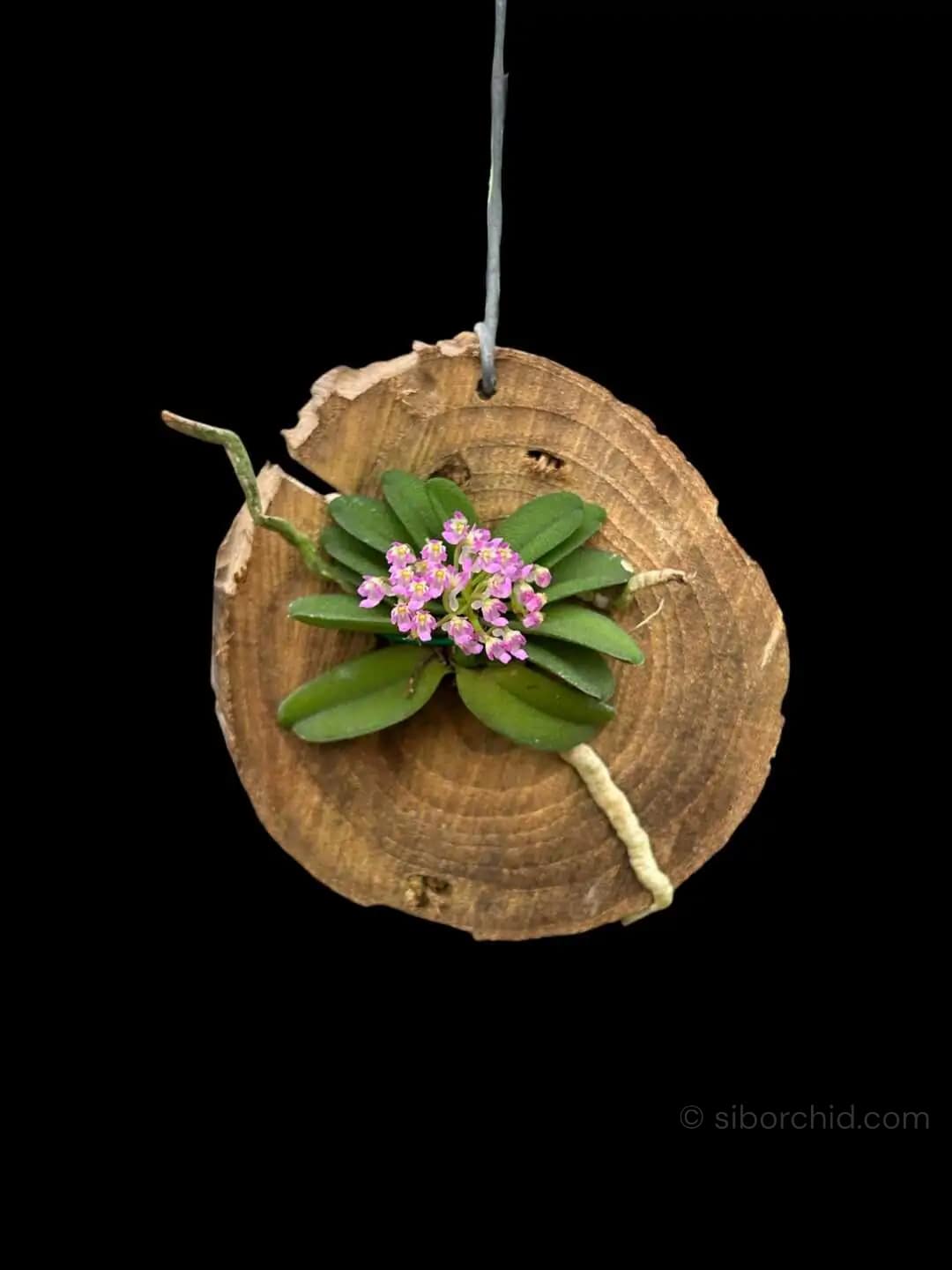 Schoenorchis seidenfadenii - Schoenorchis seidenfadenii