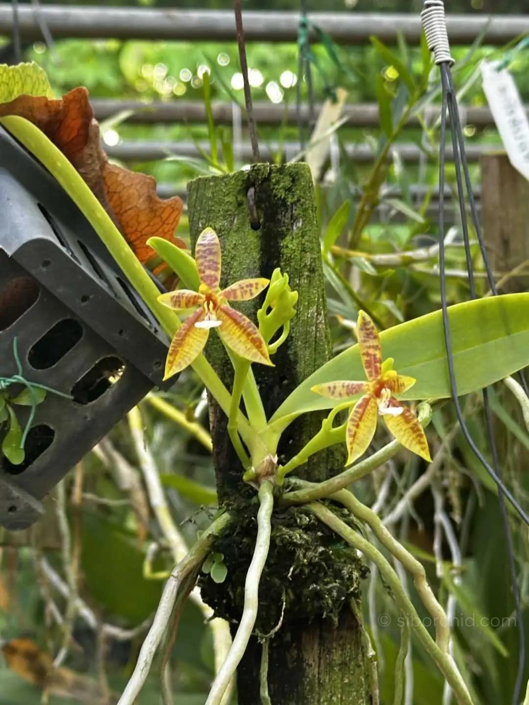 Phalaenopsis cornu-cervi - Phalaenopsis cornu-cervi