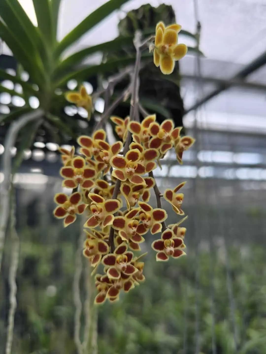 Chiloschista Hybrid lunifera x parishii