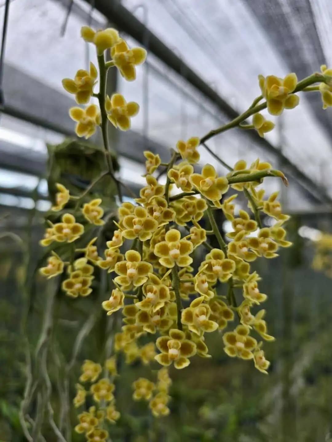 Chiloschista Hybrid lunifera x parishii