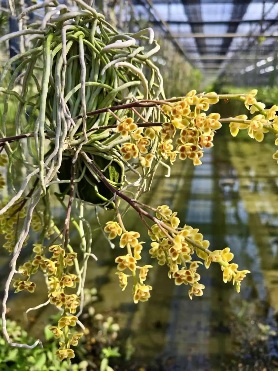 Chiloschista Hybrid lunifera x parishii