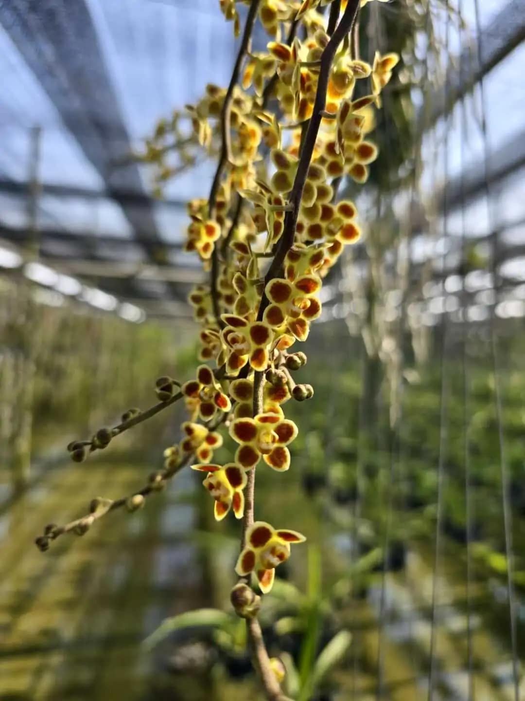 Chiloschista Hybrid lunifera x parishii