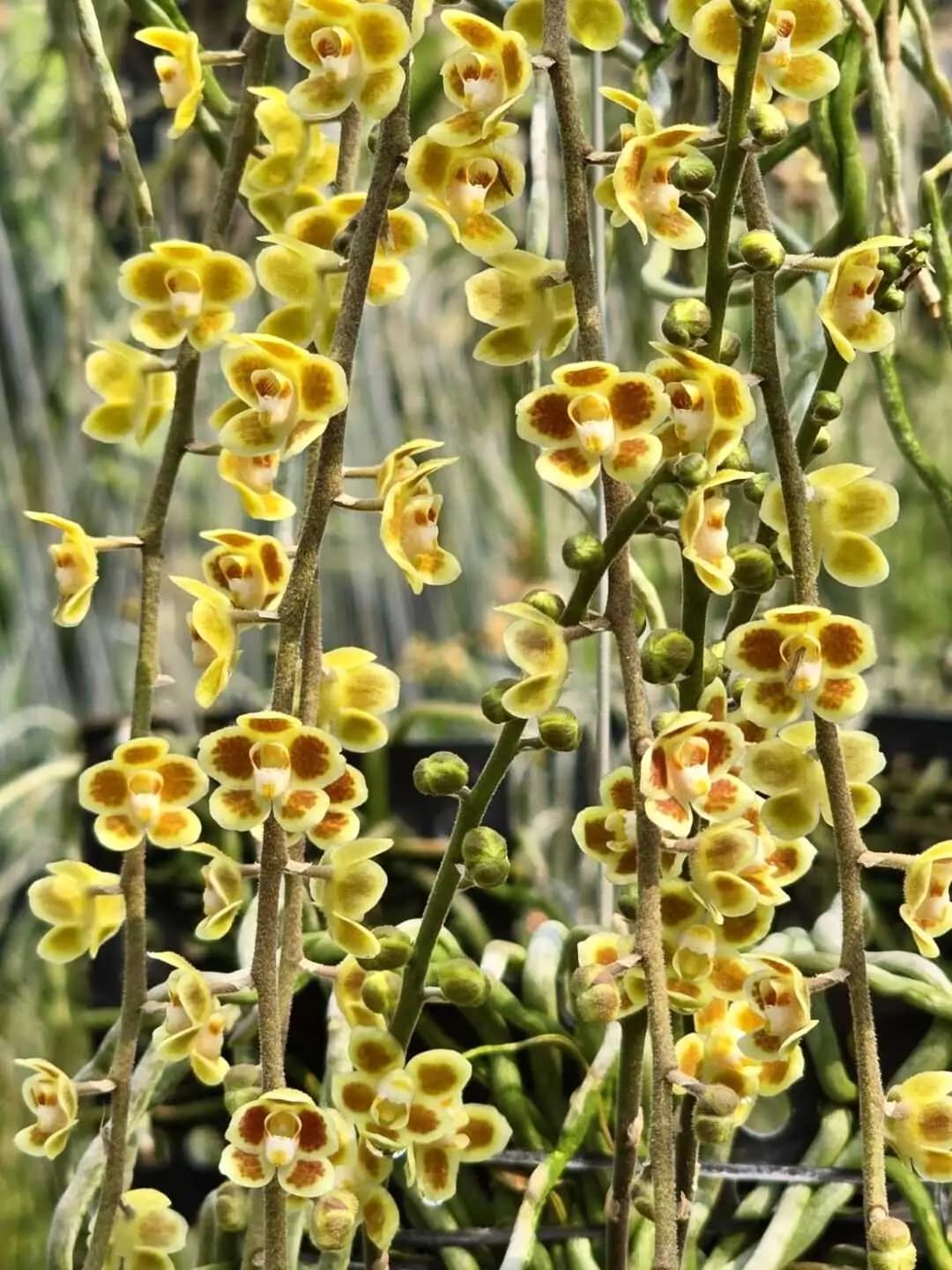 Chiloschista Hybrid lunifera x parishii