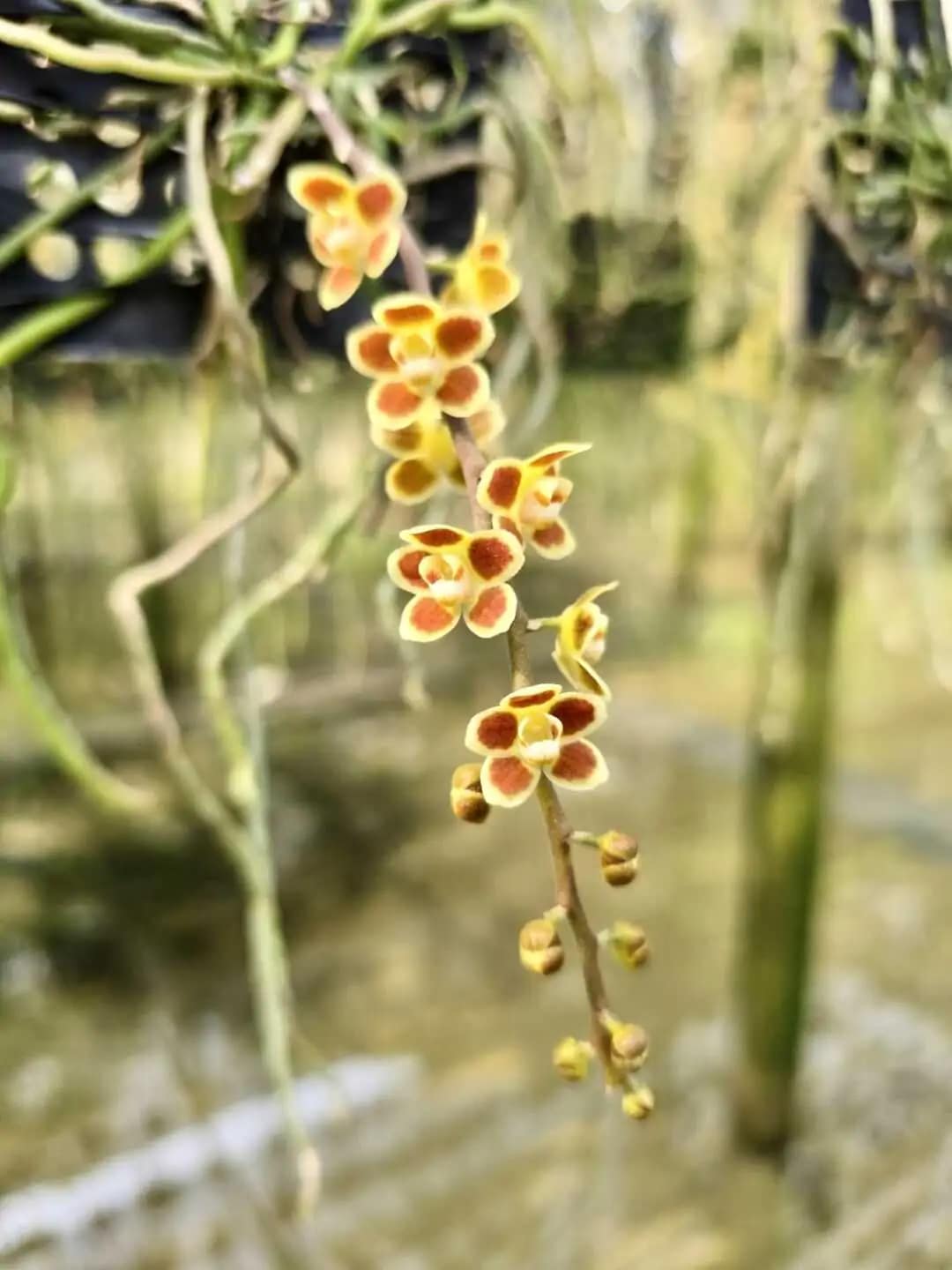 Chiloschista Hybrid lunifera x parishii