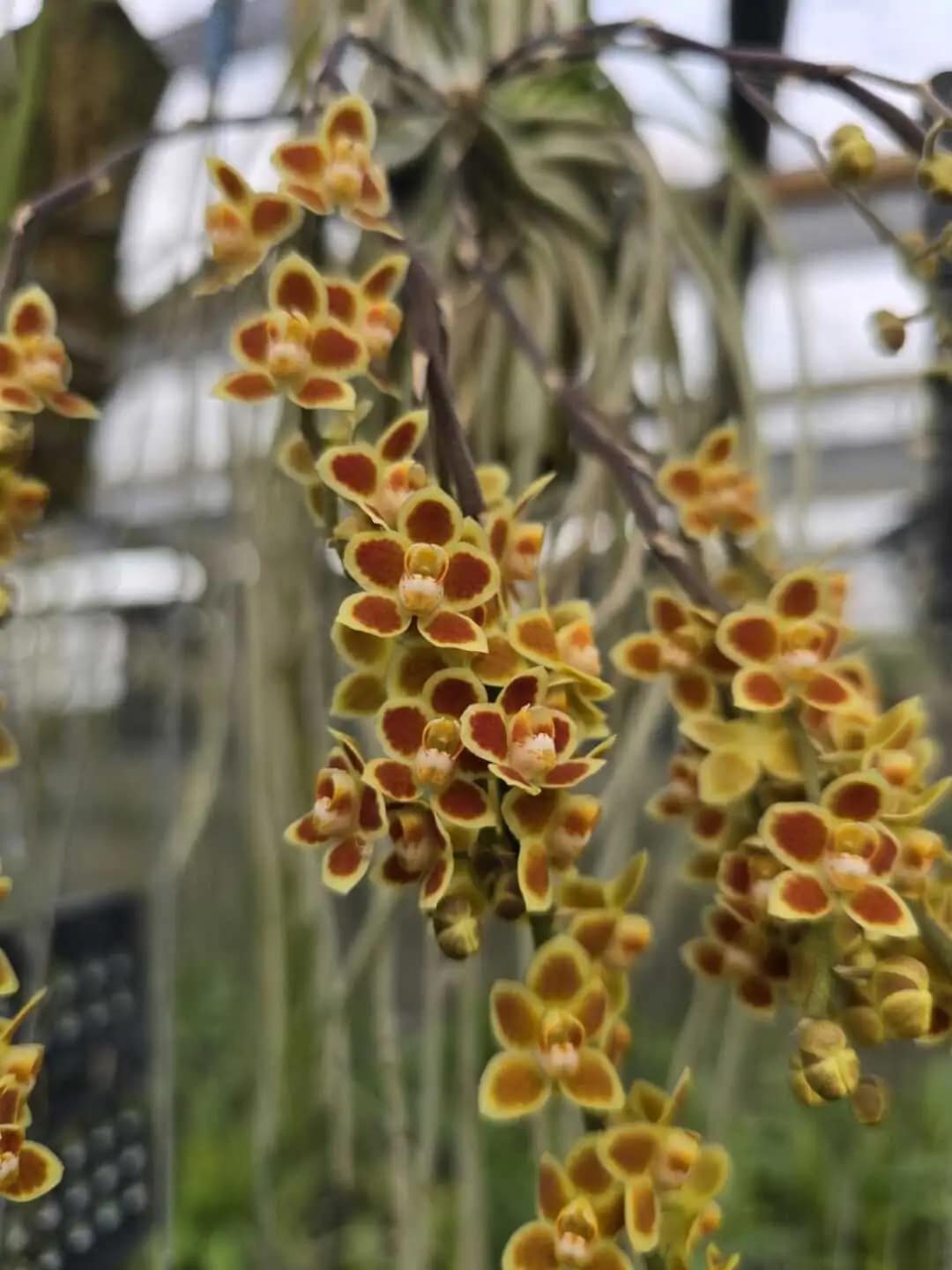 Chiloschista Hybrid lunifera x parishii
