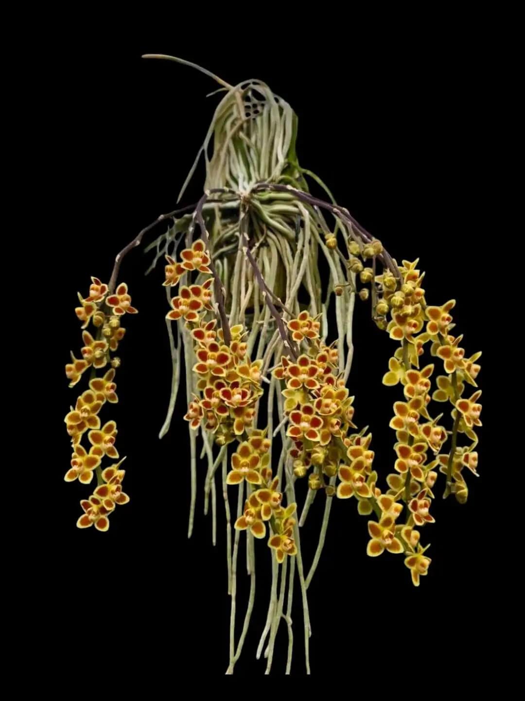 Chiloschista Hybrid lunifera x parishii