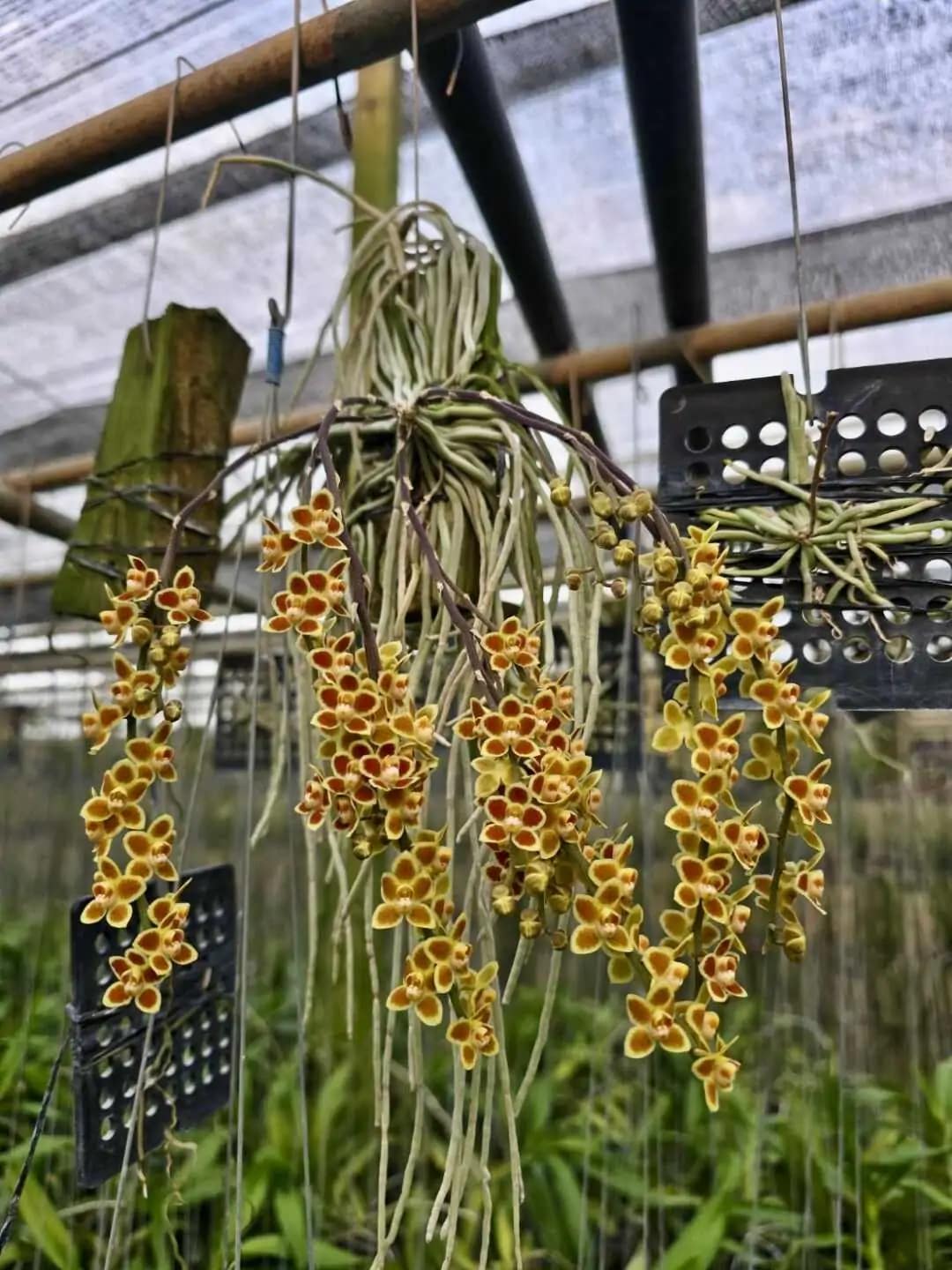 Chiloschista Hybrid lunifera x parishii