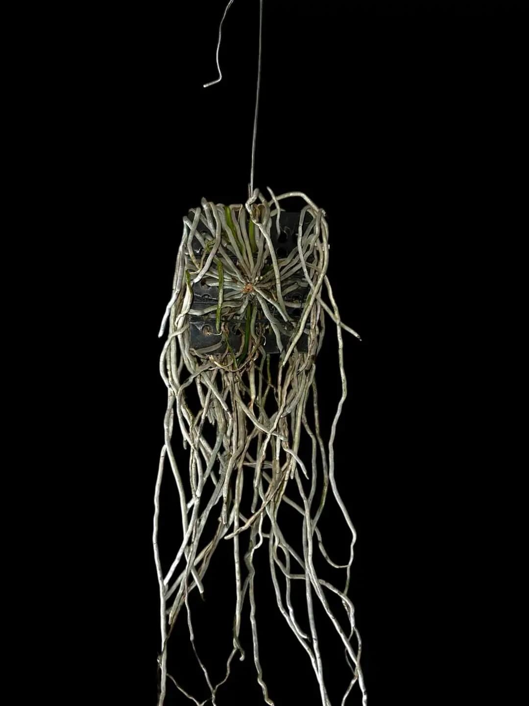 Chiloschista Hybrid lunifera x parishii