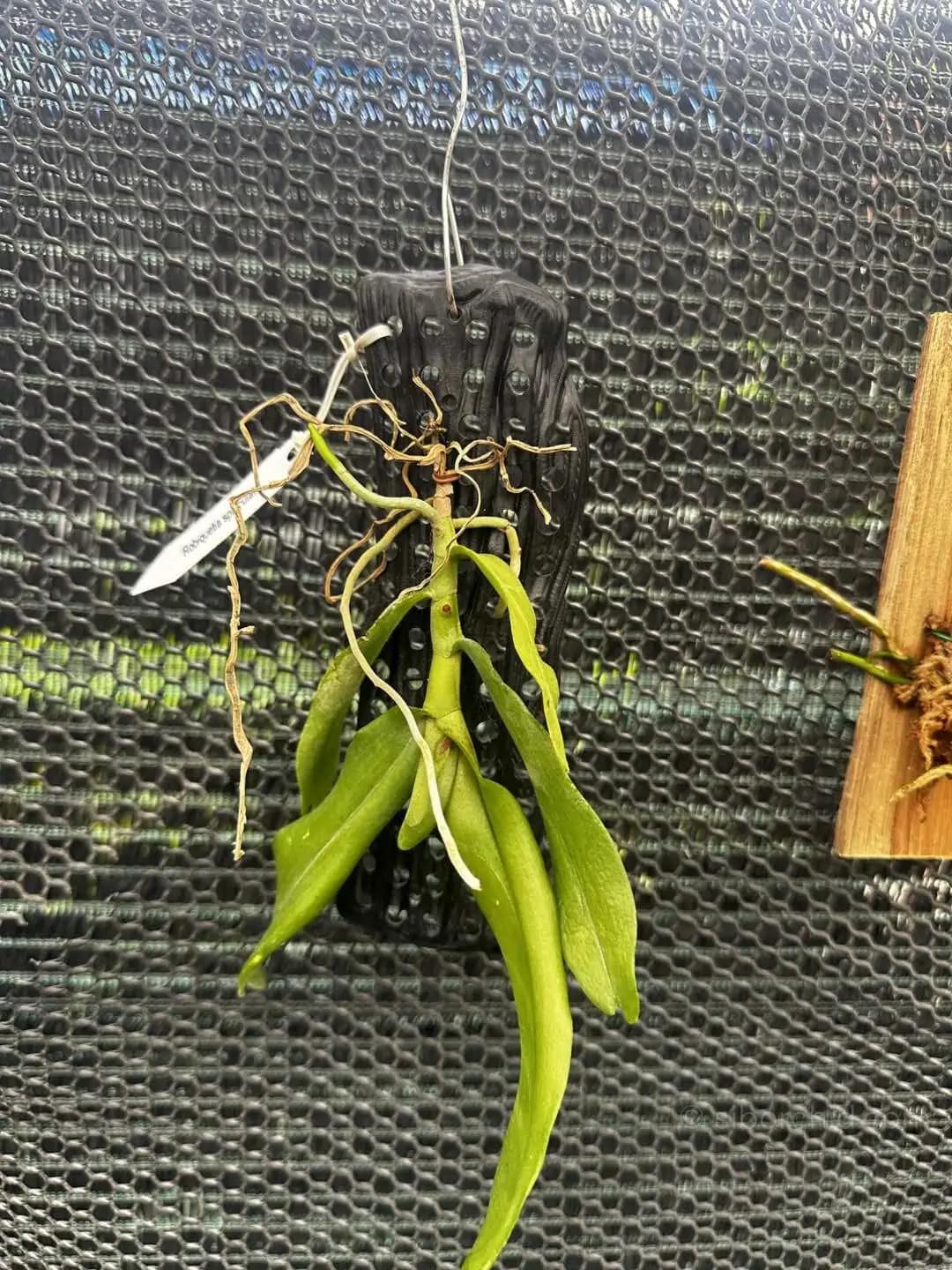 Robiquetia spathulata - Robiquetia Spathulata