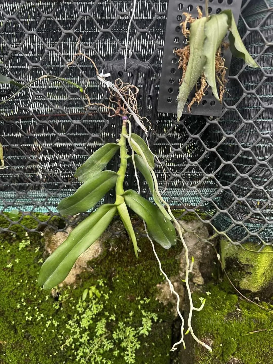 Robiquetia spathulata - Robiquetia Spathulata