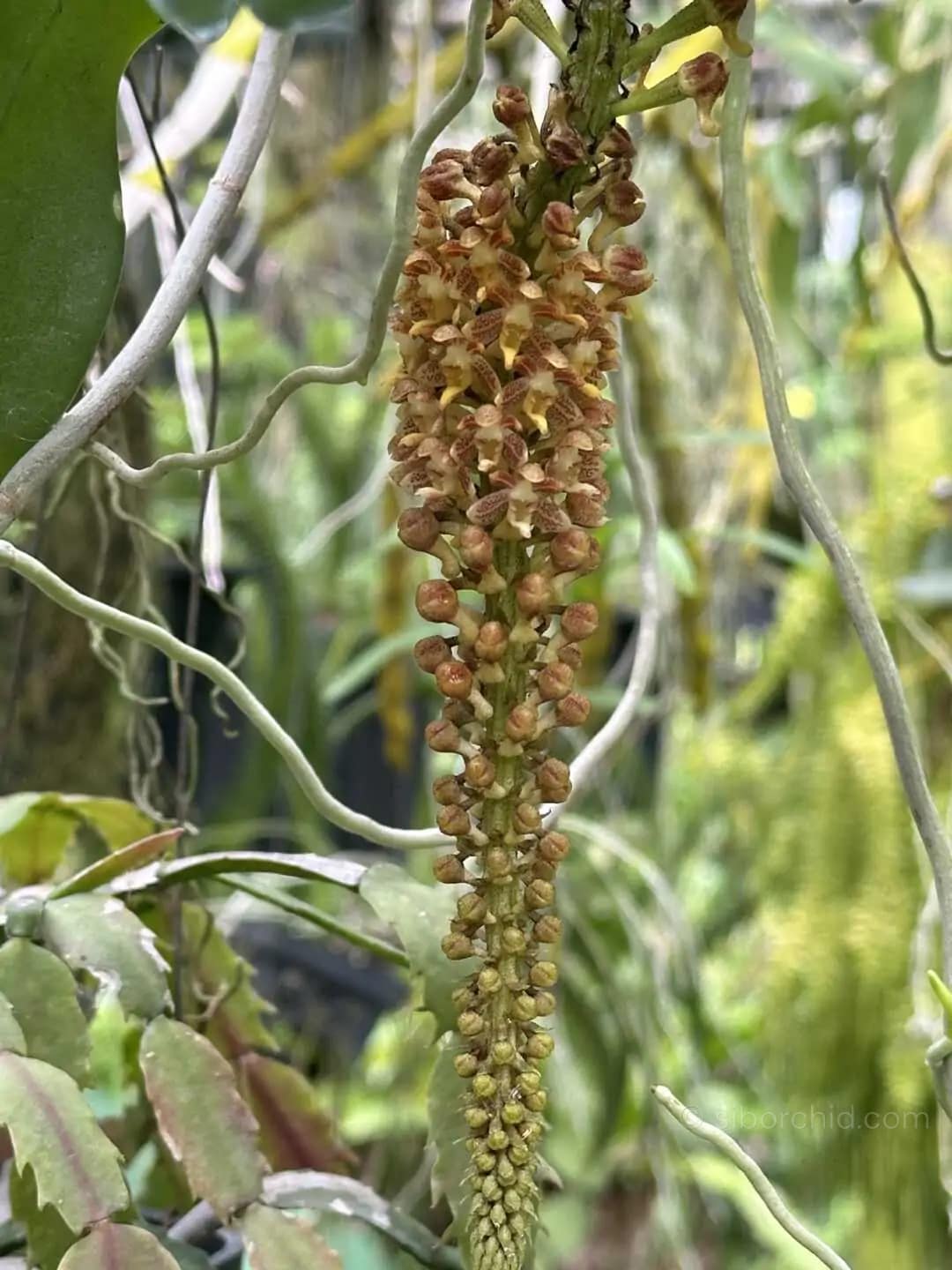 Robiquetia spathulata - Robiquetia spathulata - Image 3