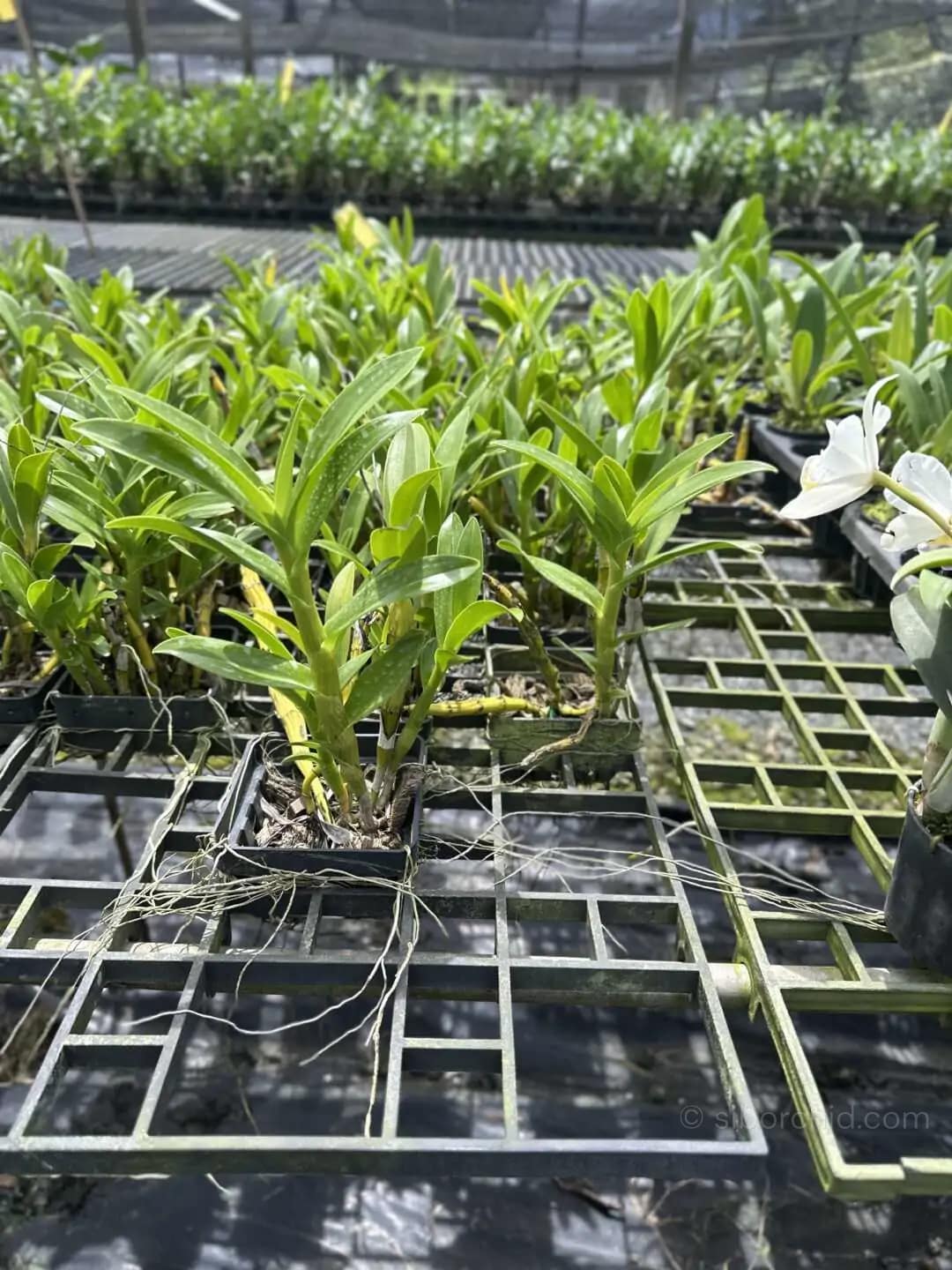 Dendrobium sukhakulii - dendrobium sukhakulii