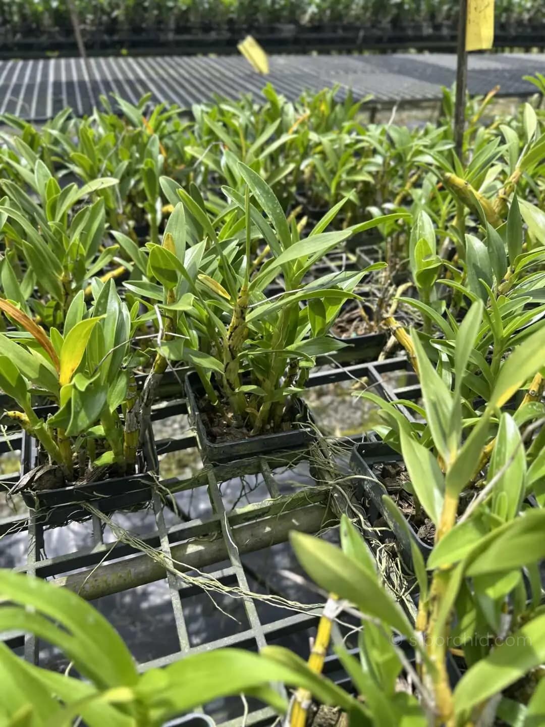 Dendrobium sukhakulii - dendrobium sukhakulii