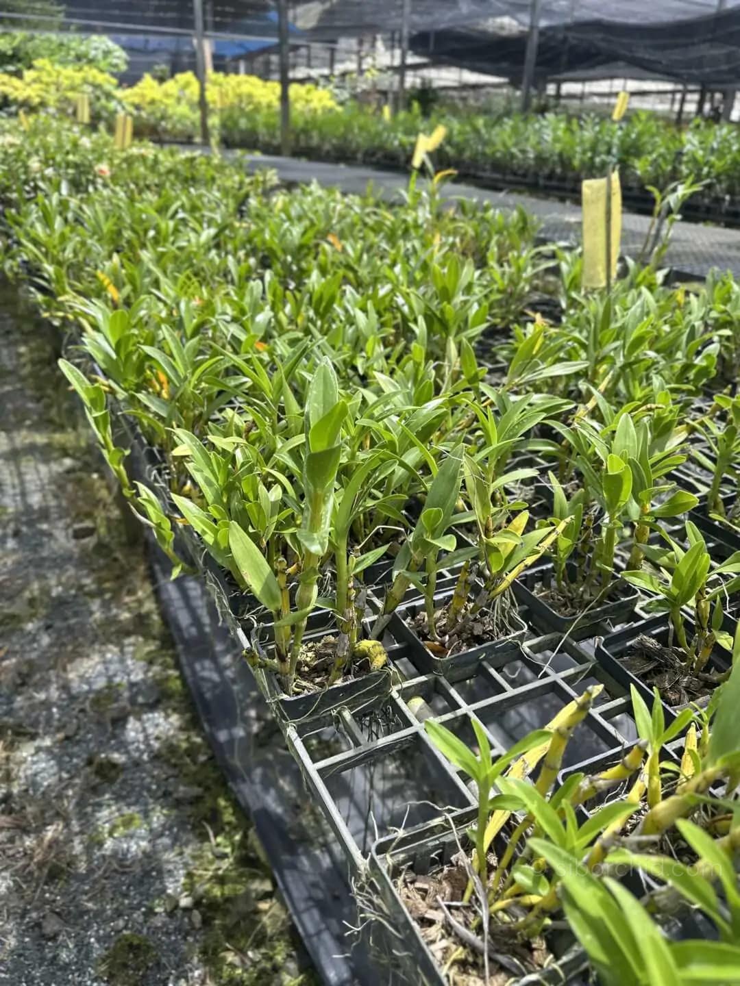 Dendrobium sukhakulii - dendrobium sukhakulii