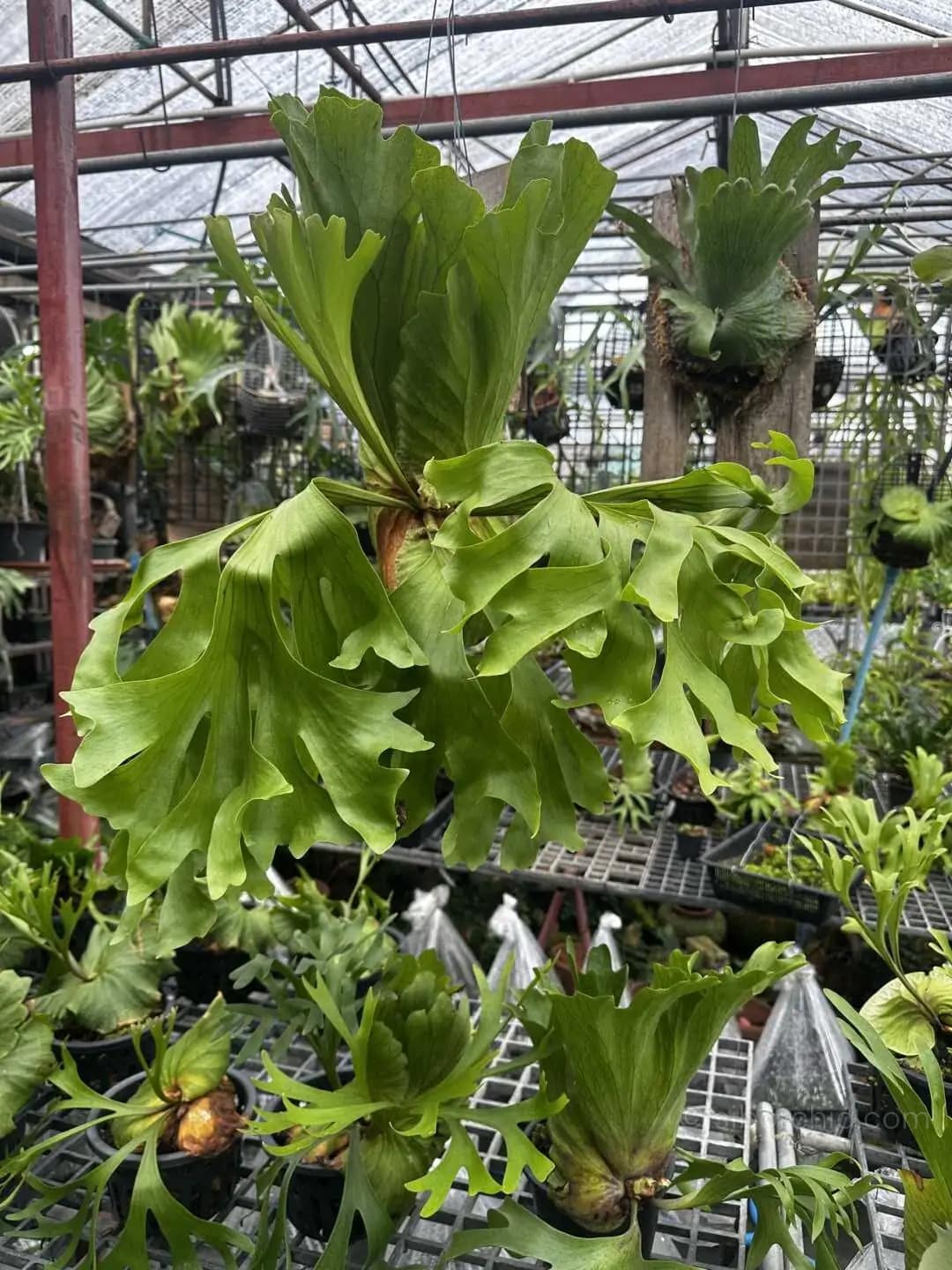Platycerium Kitshakood “Wide Form”