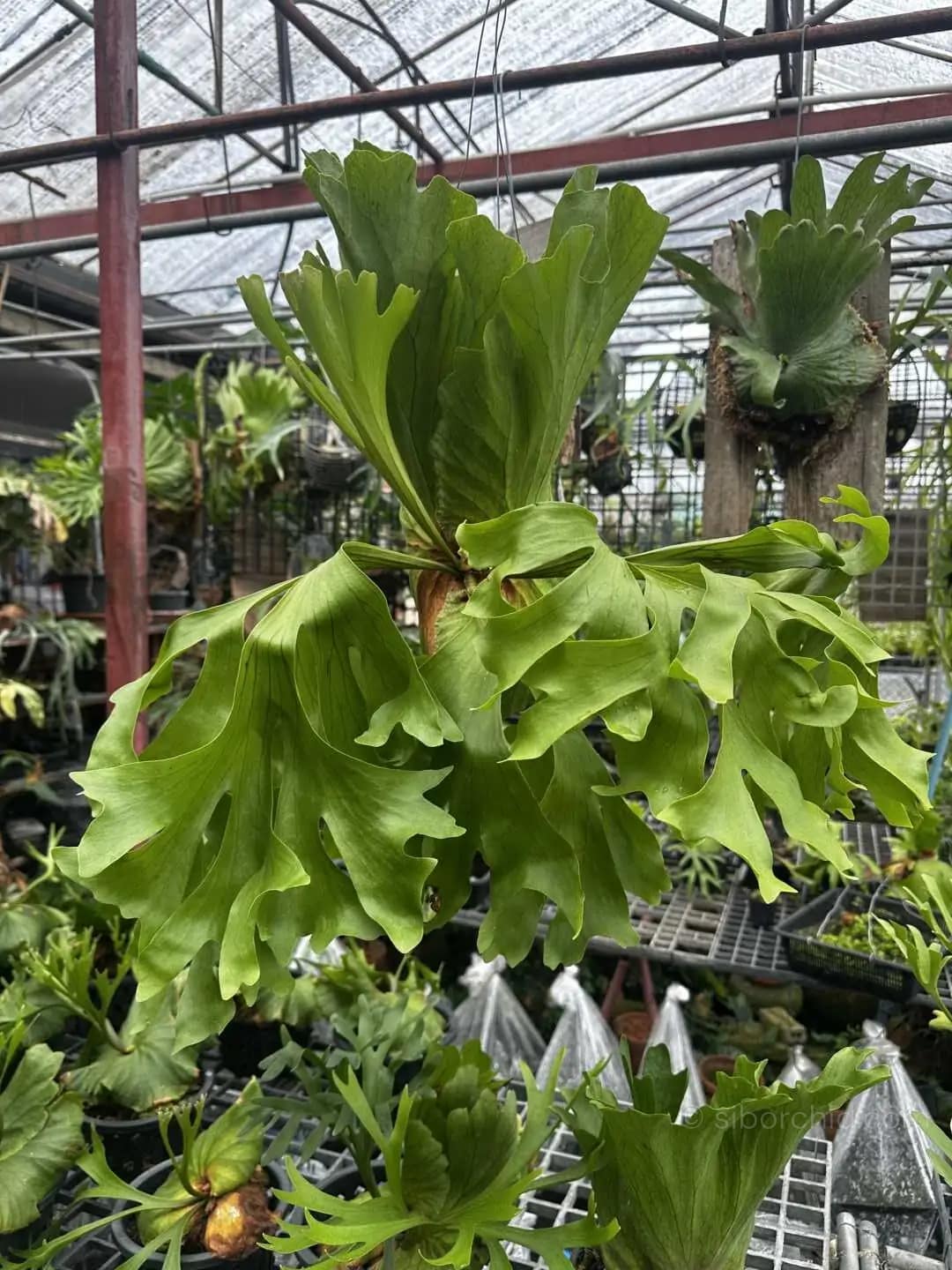 Platycerium Kitshakood “Wide Form”