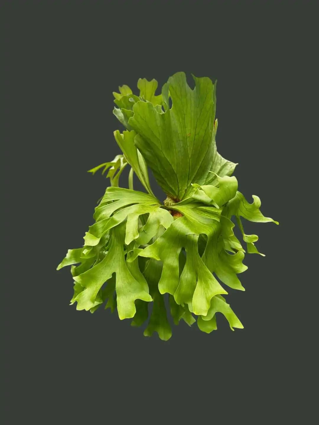 Platycerium Kitshakood “Wide Form”