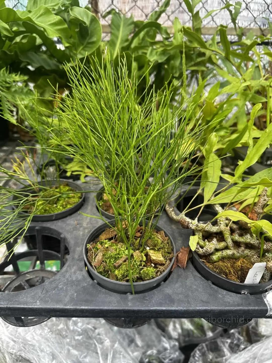 Psilotum nudum – Whisk Fern