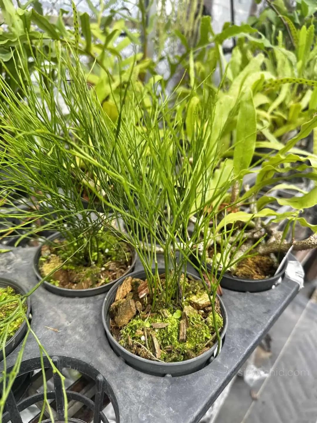 Psilotum nudum – Whisk Fern