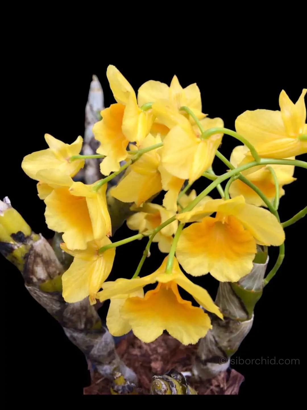 Dendrobium sukhakulii - Dendrobium sukhakulii