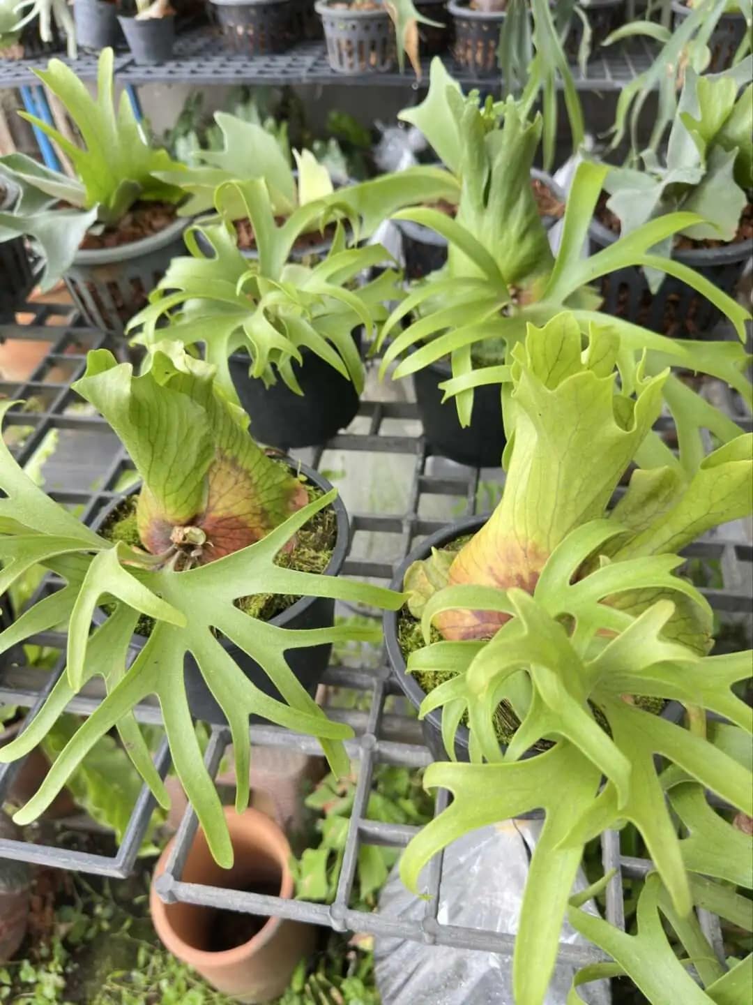Platycerium coronarium (Philippine) - Platycerium Coronarium Philippine