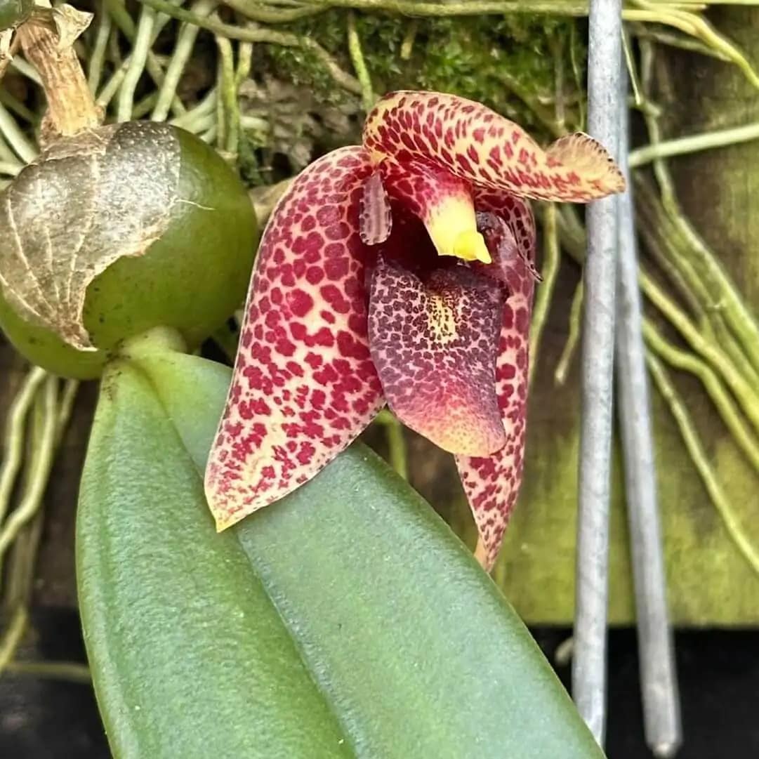 Bulbophyllum disciflorum - Trias disciflora (Well Plant) - Bulbophyllum disciflorum