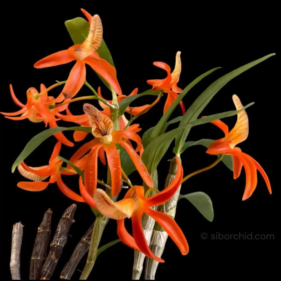 Dendrobium unicum - Dendrobium unicum